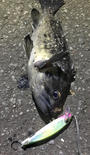 クロソイの釣果