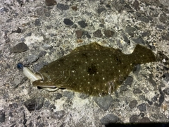 ソゲの釣果