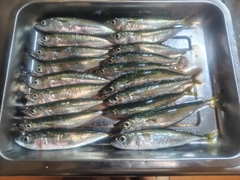 サバの釣果
