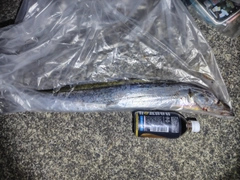 タチウオの釣果