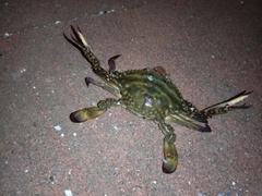ワタリガニの釣果