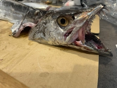 タチウオの釣果