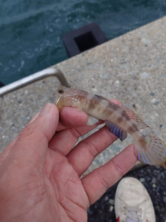 イトヒキハゼの釣果