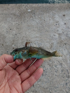ハゼの釣果