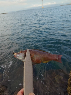 ベラの釣果
