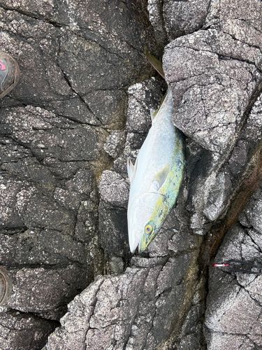 ワラサの釣果