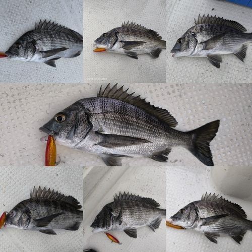 クロダイの釣果