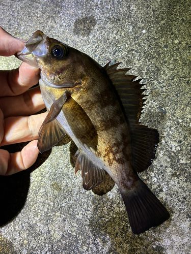 メバルの釣果