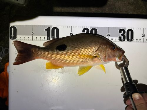 クロホシフエダイの釣果