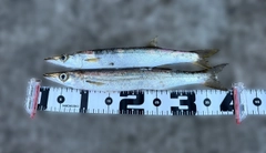 カマスの釣果