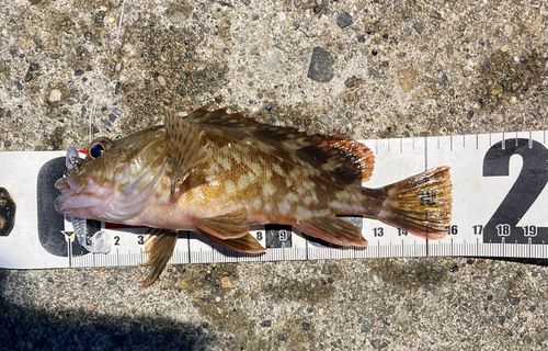 カサゴの釣果