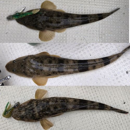 マゴチの釣果