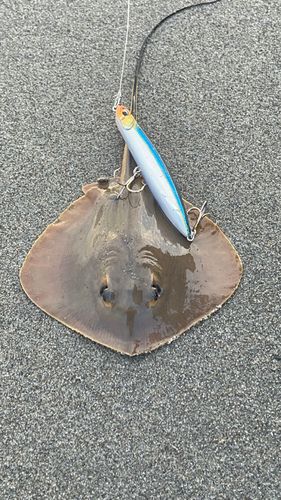 アカエイの釣果