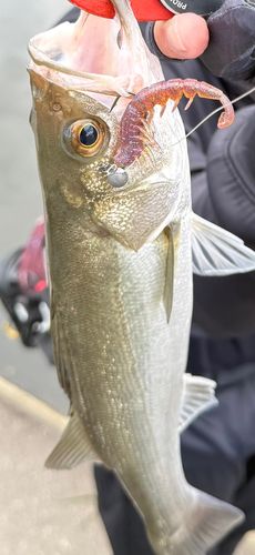 マルスズキの釣果