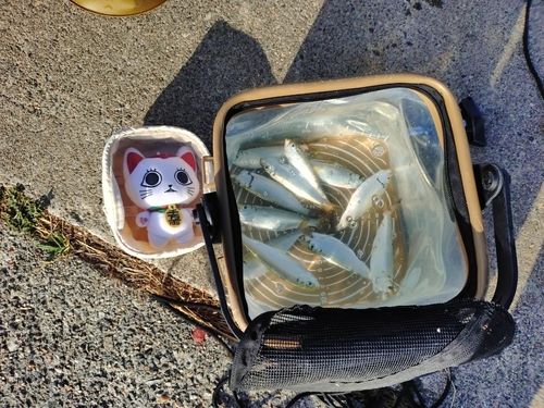 サッパの釣果