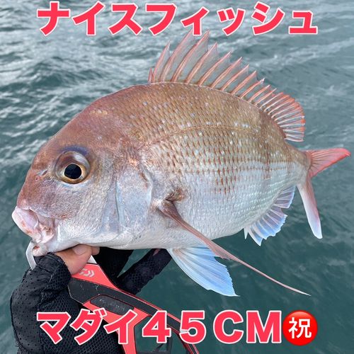 マダイの釣果