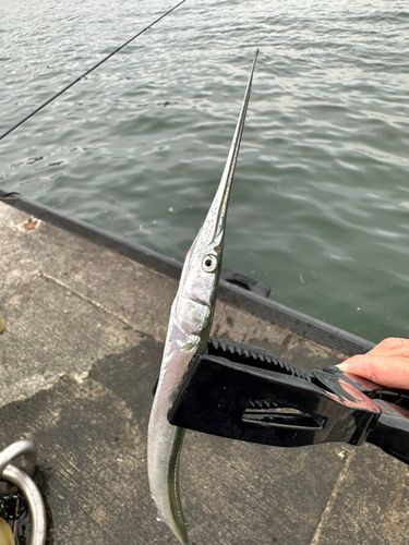 相模川河口で釣れたダツの釣り・釣果情報 - アングラーズ | 釣果600万