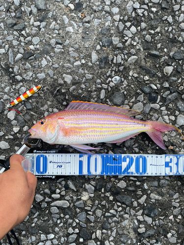 イトヨリダイの釣果