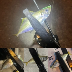 マアジの釣果