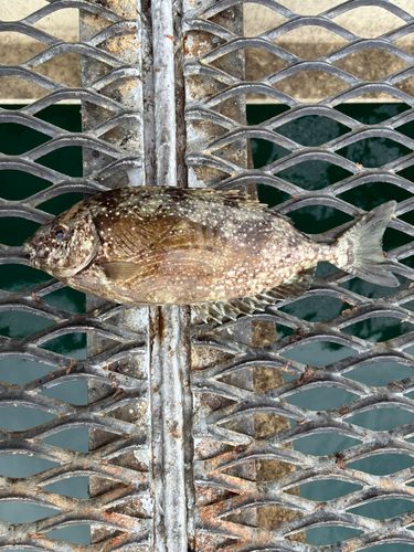 アイゴの釣果