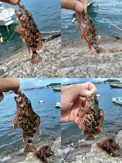 カサゴの釣果