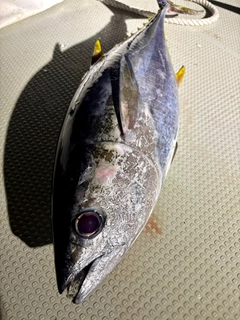 キハダマグロの釣果