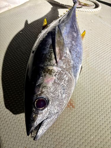 キハダマグロの釣果