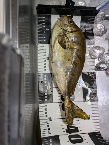 アイゴの釣果