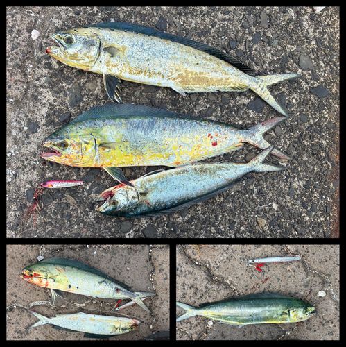 シイラの釣果