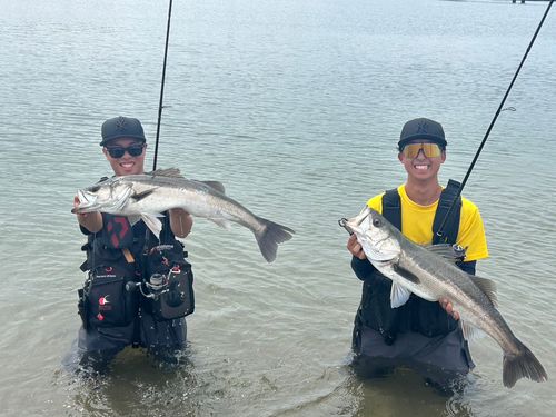 シーバスの釣果