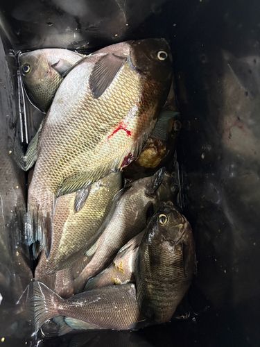 メジナの釣果