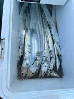 タチウオの釣果