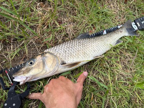 ニゴイの釣果