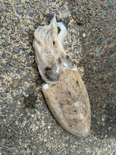 コウイカの釣果