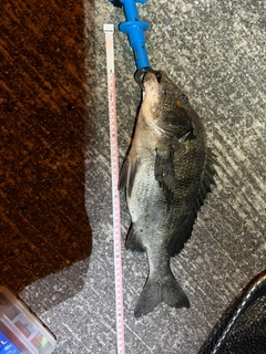 チヌの釣果