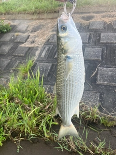 ボラの釣果