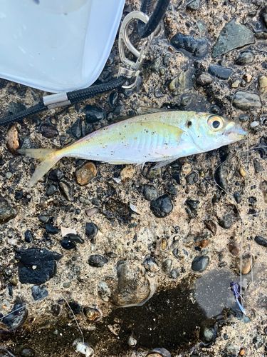 マアジの釣果