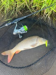 コイの釣果