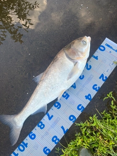 ハクレンの釣果