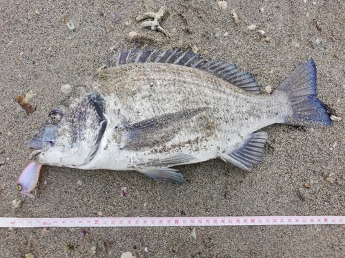 ミナミクロダイの釣果