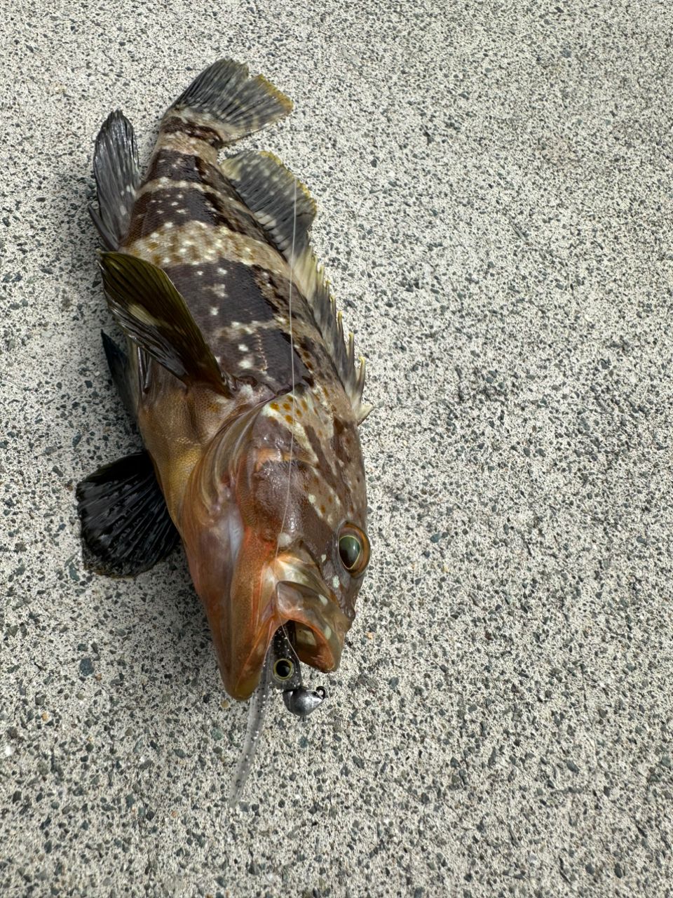 メジャークラフト鯵道5g S622L/AJI AD5-S622L/AJI 鯵道5G アジング