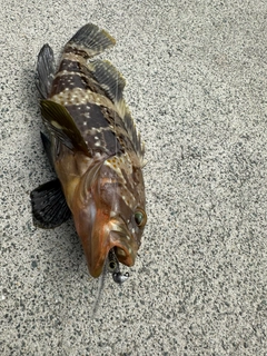 キジハタの釣果