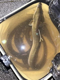 ウナギの釣果