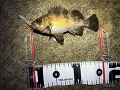 メバルの釣果