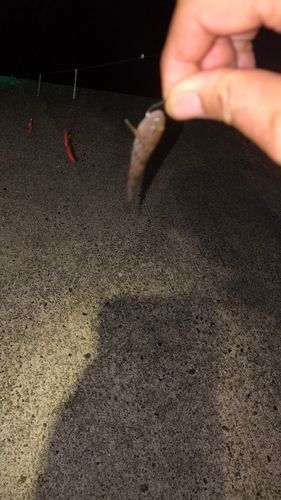 ハゼの釣果