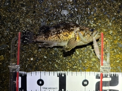 クロソイの釣果