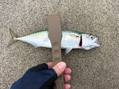 メッキの釣果