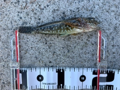 アイナメの釣果