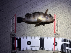 メバルの釣果
