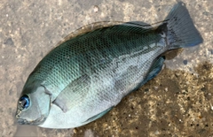 メジナの釣果